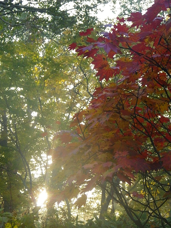紅葉から朝日が差し込みます。
