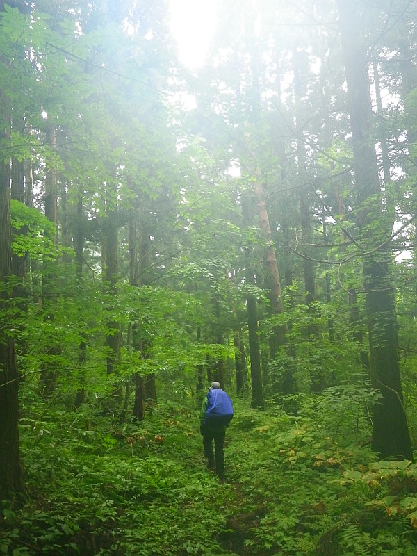 うっすらガスがかかって雰囲気のある樹林帯。実はカメラのレンズが曇っているだけ。