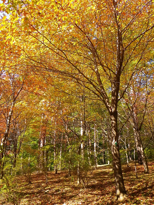 秋晴れの下山道で紅葉も映える。