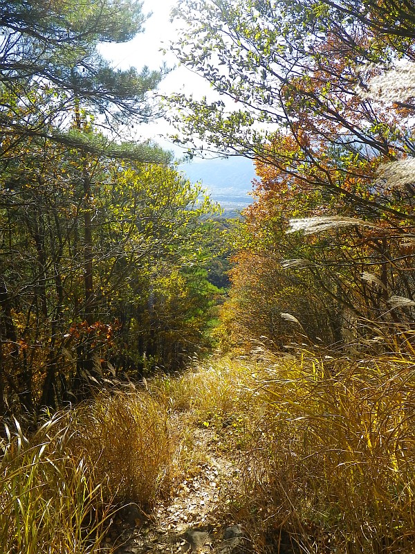 ススキの生い茂った山道。