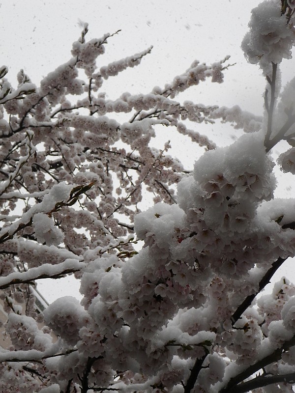 春の代名詞『桜』に雪が積もる。