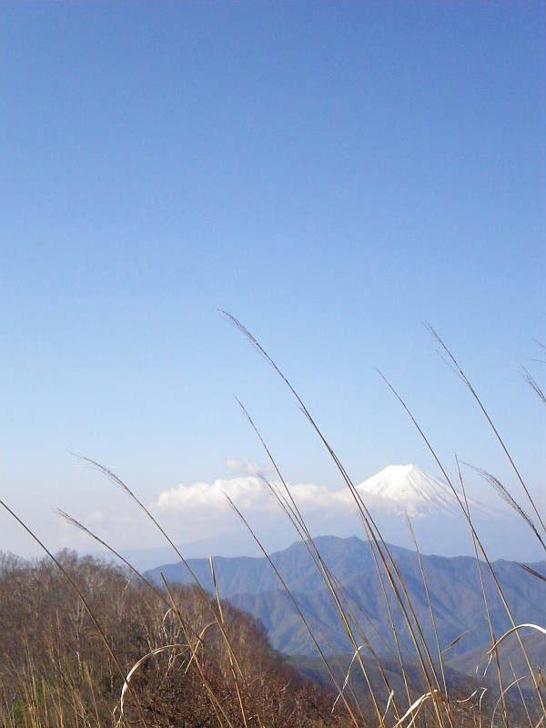 好展望の大蔵高丸山頂。あえてススキの陰から富士山。