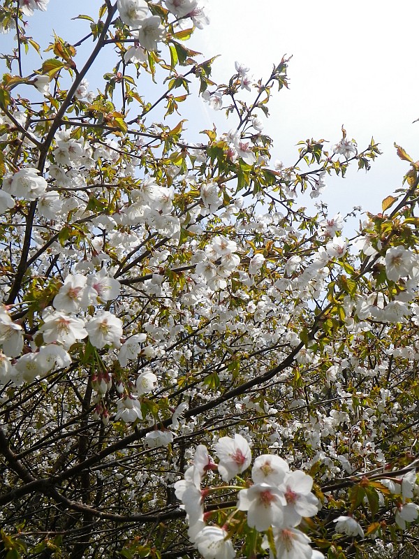 三五郎小屋前はまだ春らしい。