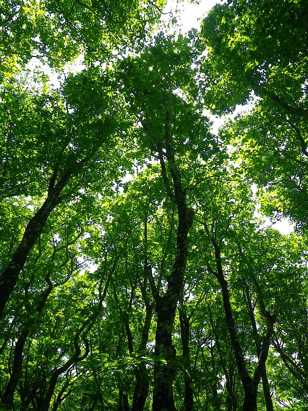 若々しい葉の緑が涼しげなブナ林。