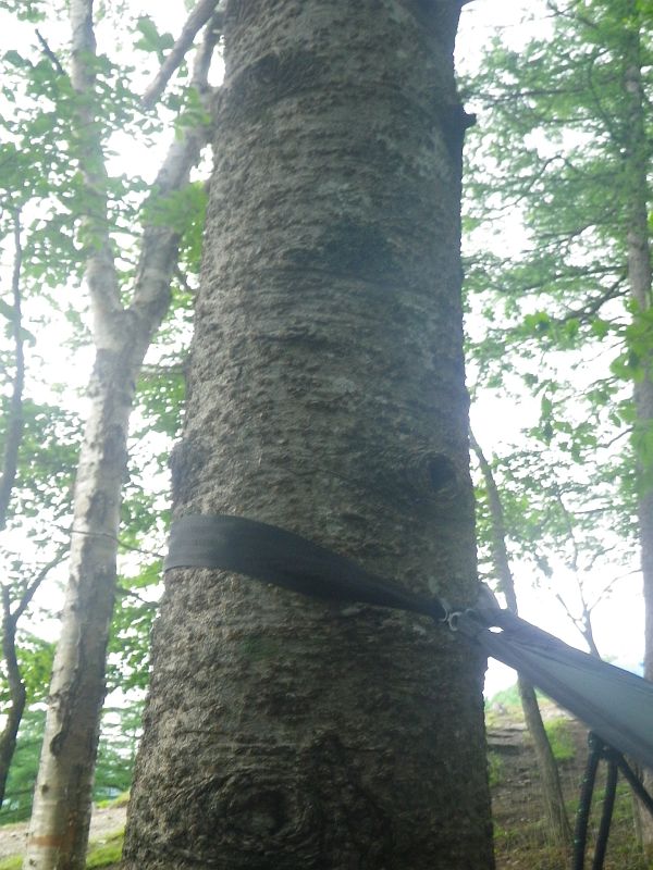太めのベルトを巻くので木へのダメージ軽減。