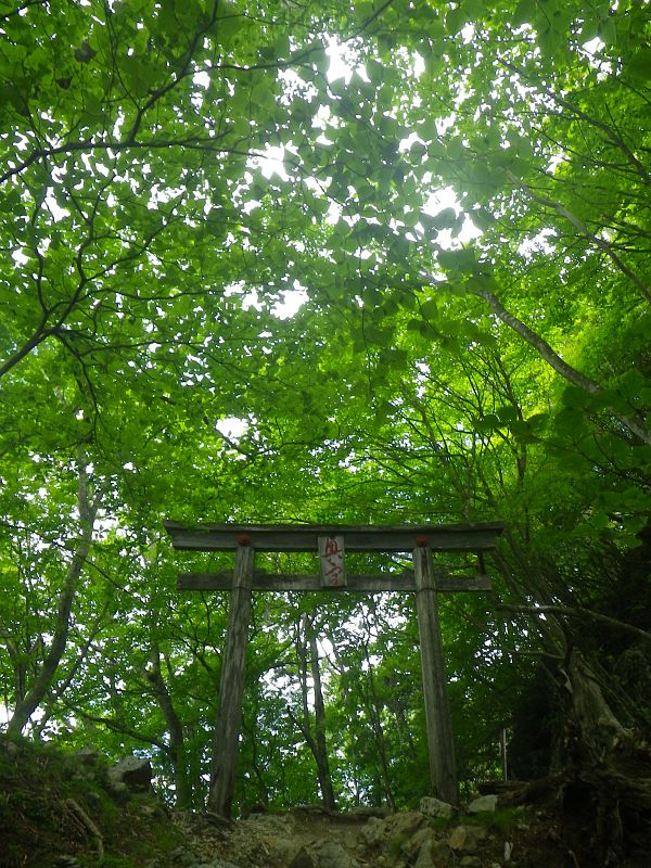 自然と一体化している鳥居。神聖さを感じずにはいられない。