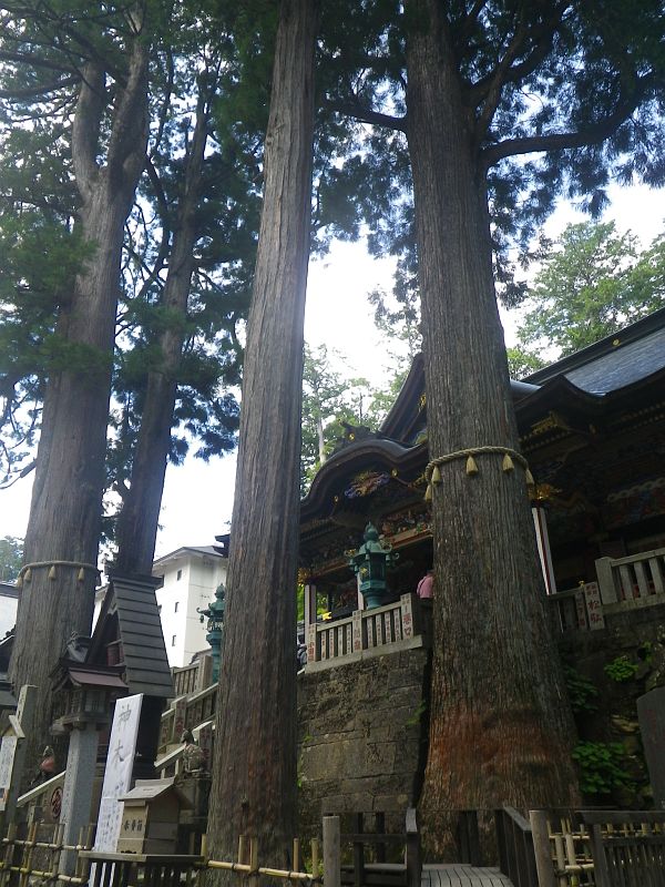 パワースポットと名高い三峯神社。御神木の存在感が凄い。