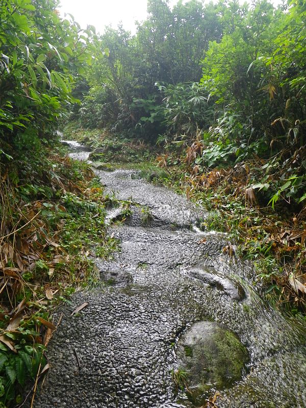 朝方まで降っていた雨で小川化している山道。