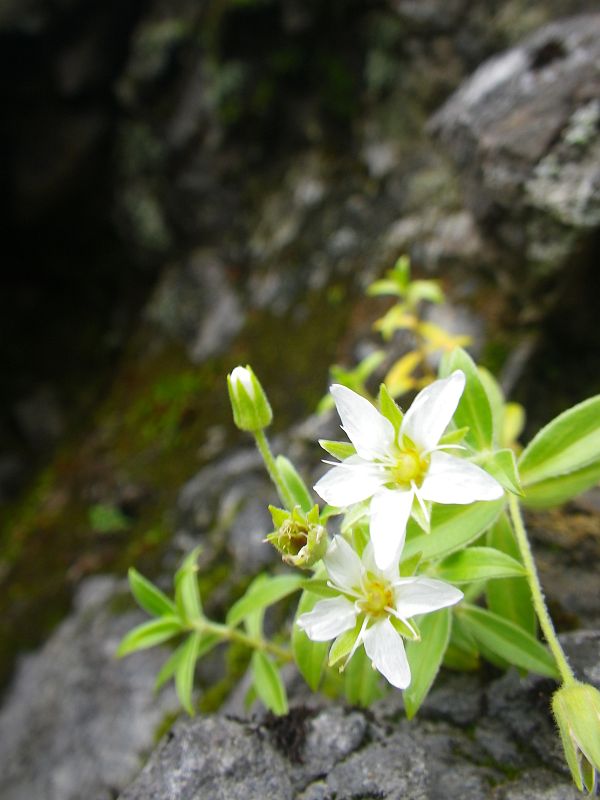 大物忌神社奥の岩陰にひっそりと咲くチョウカイフスマ。