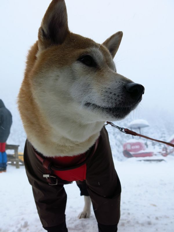 登山犬。大はしゃぎで雪と戯れている私の様子に「やれやれだぜ」と思っています。
