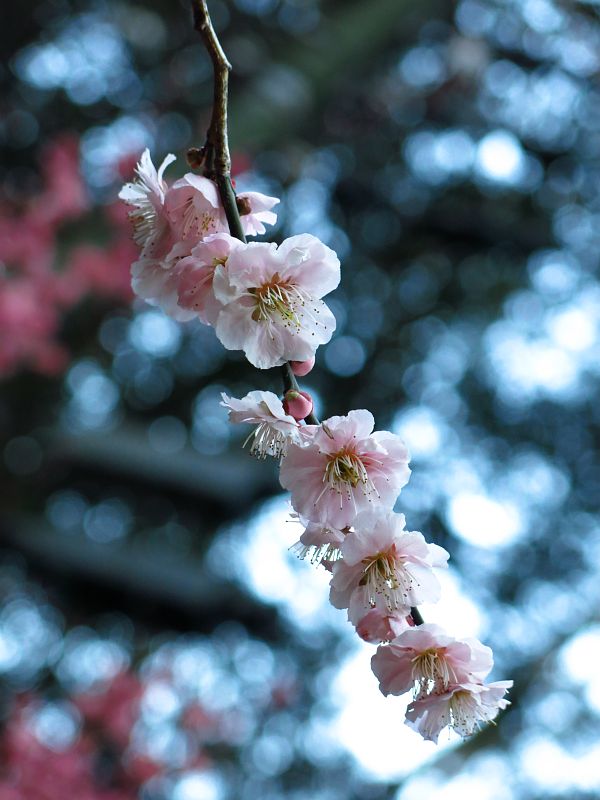 阿弥陀寺では梅の花がお出迎え。