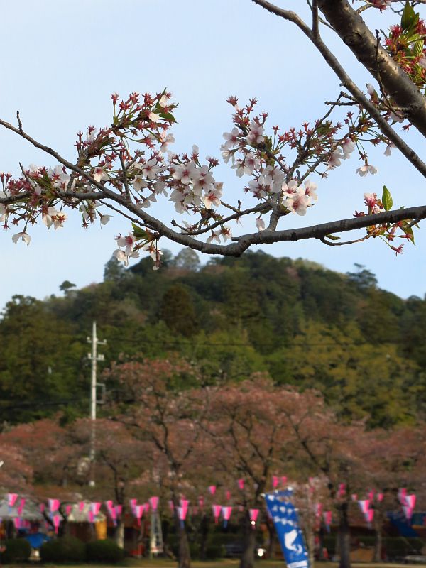 桜の見頃は終わった飯能中央公園から、奥に見える天覧山を登ります。