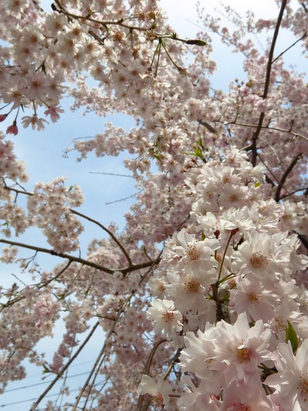 飯能中央公園のしだれ桜が満開中。