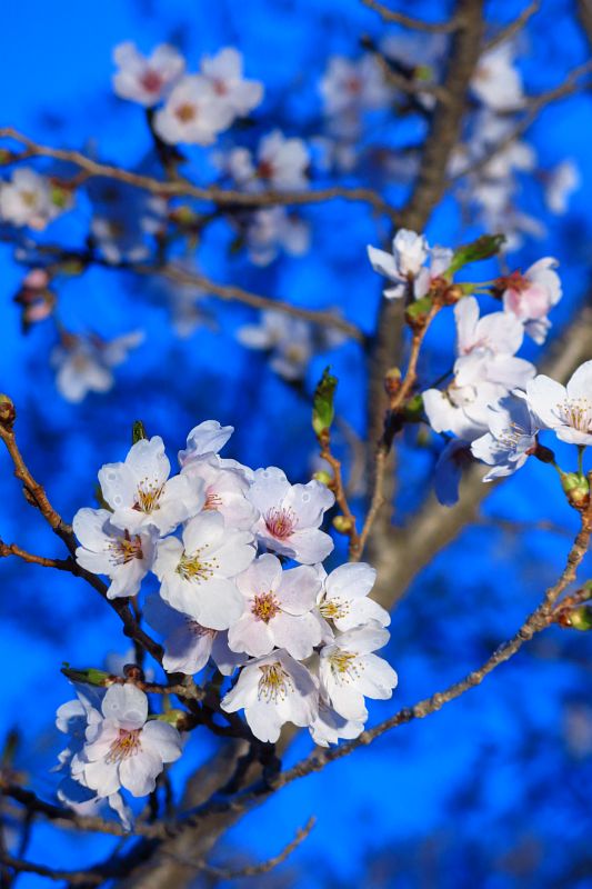 聖光寺の夜桜。丁度見頃でした。