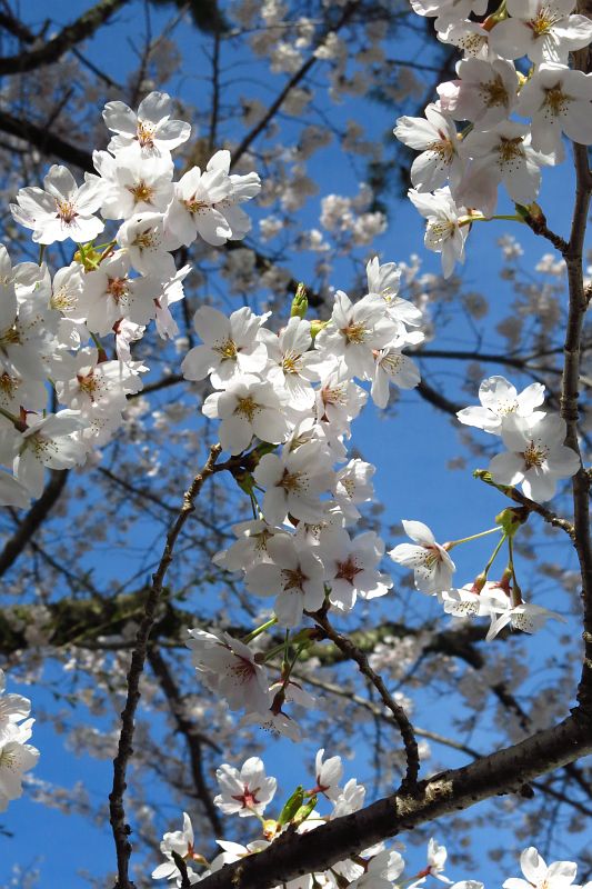 聖光寺の桜。麓は春です。