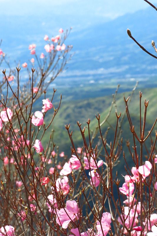 荒山に咲くアカヤシオ越しに眺める関東平野。