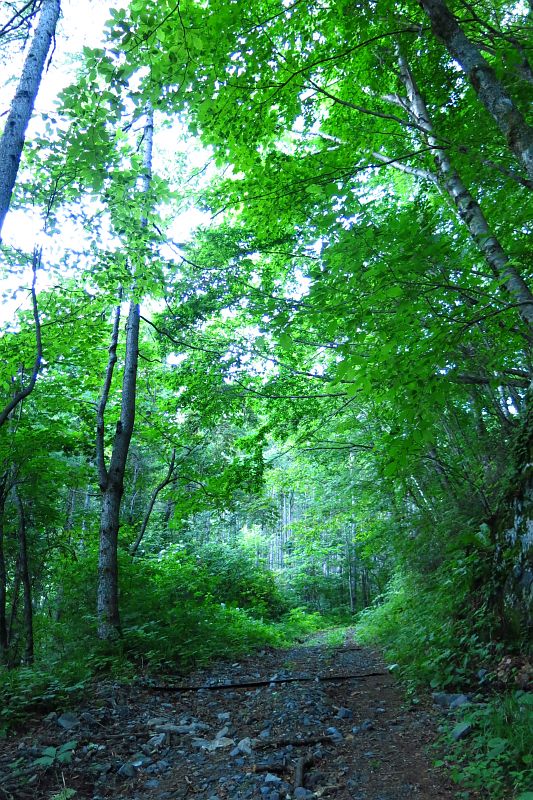 まずは幸ノ川渡渉地点まで林道歩き。