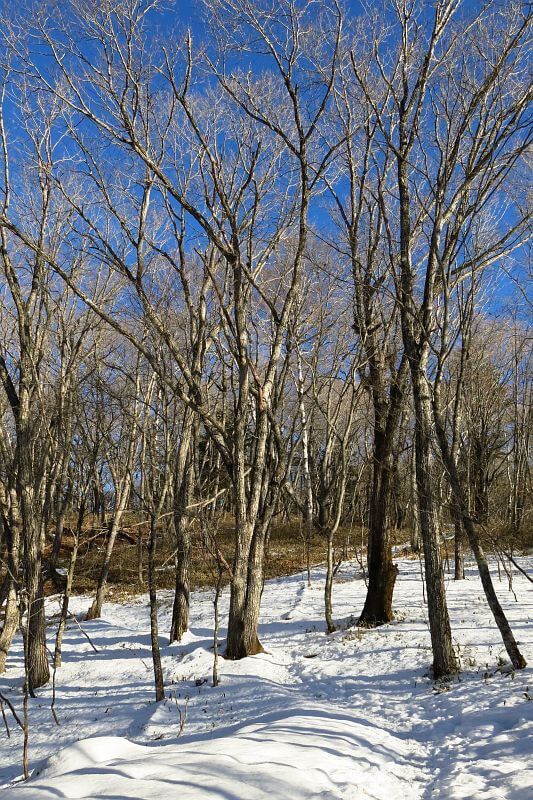 木々から覗く青空が清々しく、冬期特有の澄んだ空気感も心地好い山歩き日和。