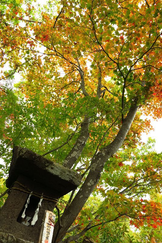 志賀高原はすっかり秋の装い。