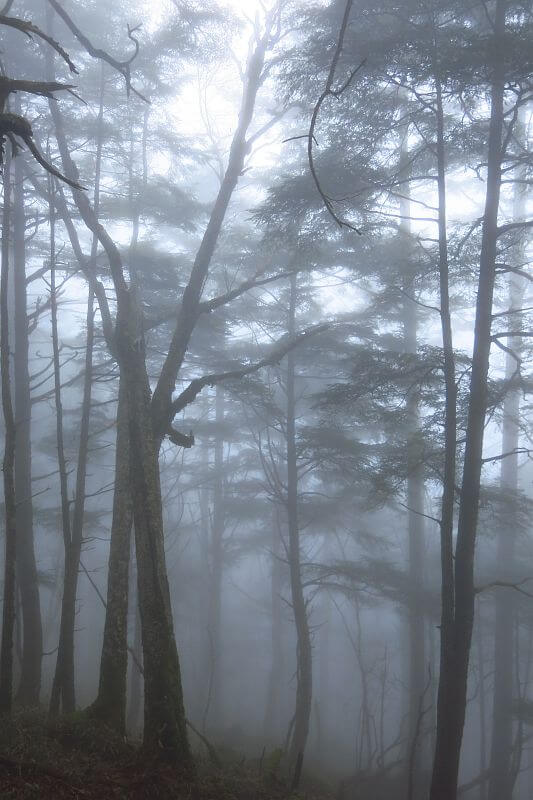 霧雨漂う早朝の樹林帯。