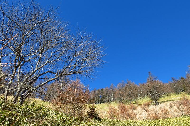笹原と青空の清々しい景色。