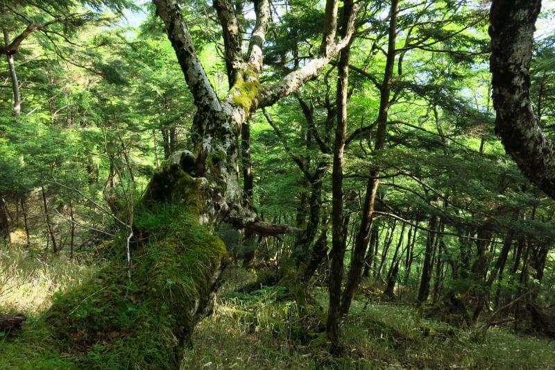 牛ノ寝通り 大マテイで大惑い 山歩きの記録